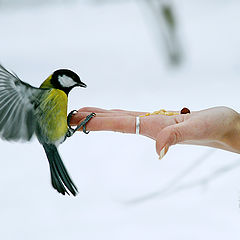 photo "Soft landing"