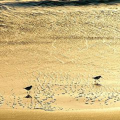 photo "Two fishing birds..."