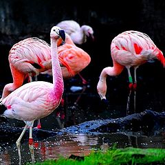 фото "Caribbean Flamingo"