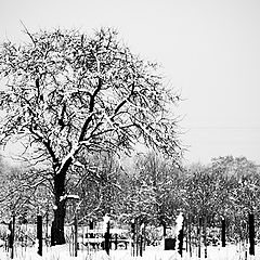 photo "Winter in my village"