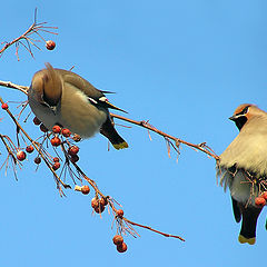 photo "Hungry and full"