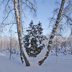 фото "Снежный февраль"