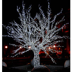 фото "Modern tree in Wroclaw"