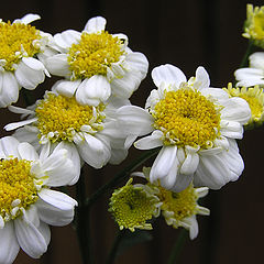 photo "Pyrethrum"