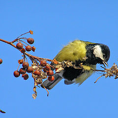 photo "Titmouse"