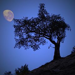 photo "Tree moon"