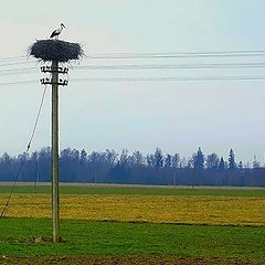 photo "telegraph pole in harmony with nature"