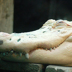 photo "White Alligator"