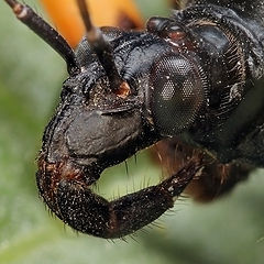 photo "Portrait of the bedbug"