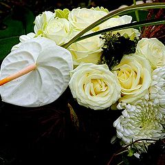 photo "white flowers for lovers"