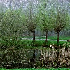 photo "trees in the fog"