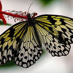 photo "hungry butterfly"