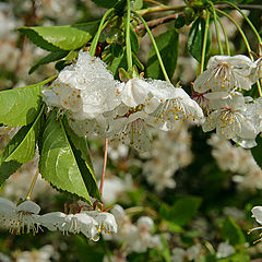 photo "Snow and Flowers"