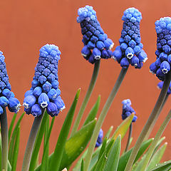 photo "Muscari"