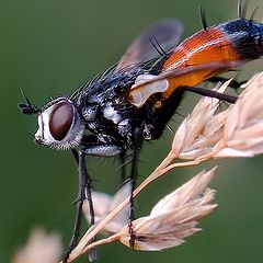 фото "колючая муха"