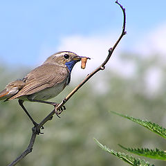 photo "Bluethroat"