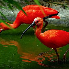 photo "colorfull birds"