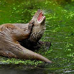 photo "otter ==Выдра"