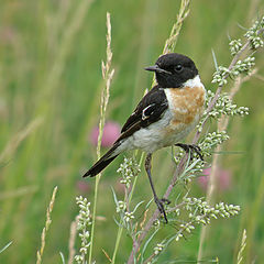 photo "Stonechat"