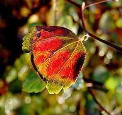 photo "autumn feeling"