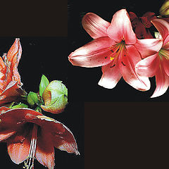 photo "flower collage"