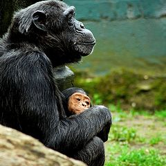 photo "mother and child"