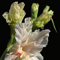 photo "Gladiolus"