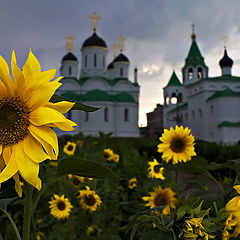 фото "Монастырские подсолнухи"