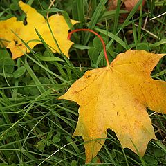 photo "Autumn letters"