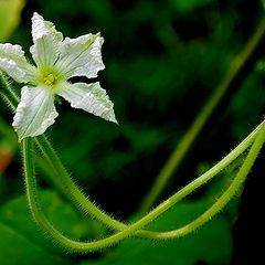 photo "little white"