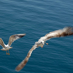 photo "birds"