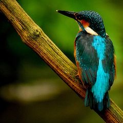 photo "Kingfisher # 2"