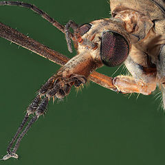 photo "Portrait of the midge"