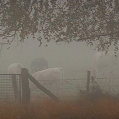 photo "cows in the fog"