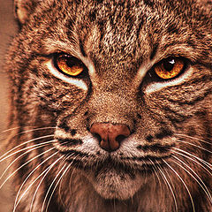 photo "Bobcat"