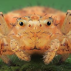 photo "Portrait of the spider"