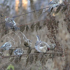 photo "Redpolls"