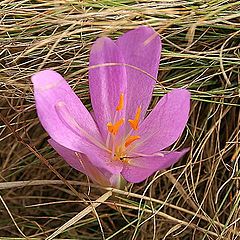 фото "a flower in the grass"