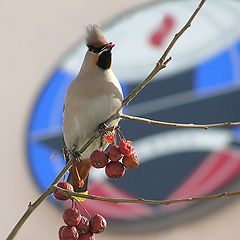 photo "Emblem"