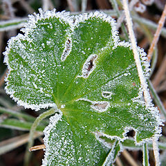 photo "first frost"