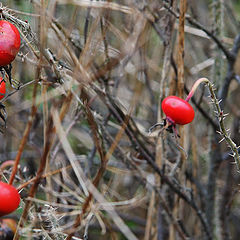 photo "red sparks"