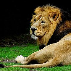 photo "lion king"