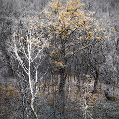 photo "November. Demerdgi"