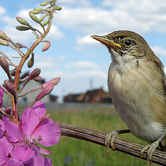 photo "Rural idyll"