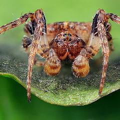 photo "Spider"