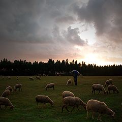 photo "...where sheep graze #2"