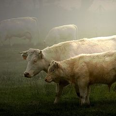 фото "cattle in the fog"