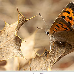 photo "Lycaena phlaeas (Linnaeus, 1761)"