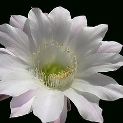 фото "Эльфийский цветок нежности"