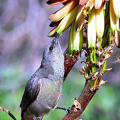 photo "Nectar"